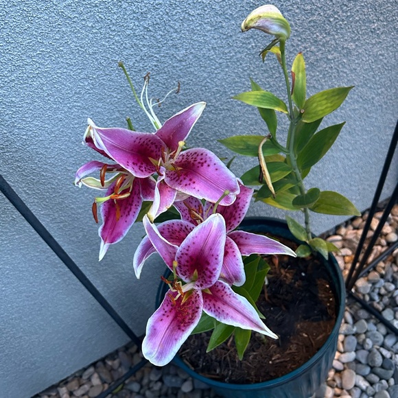 Meet your Posher, Ravae - Picture 1 of 1